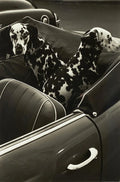 Black and white photographic print showing two spotted Dalmatian dogs sitting patiently in the back seat of a dark vintage convertible car.