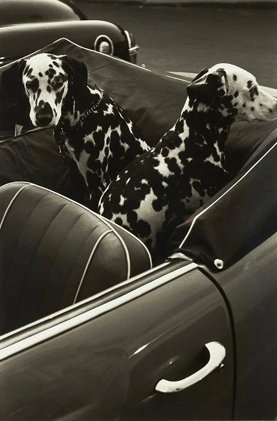 Black and white photographic print showing two spotted Dalmatian dogs sitting patiently in the back seat of a dark vintage convertible car.