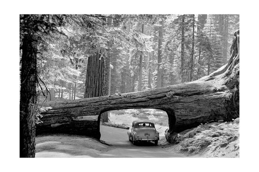 Giant Sequoia, Black and White Classic Car and Redwood Tunnel Photography Poster