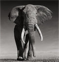 Striking low-angle black and white photograph of a large African elephant bull with huge tusks standing on a grassy plain.