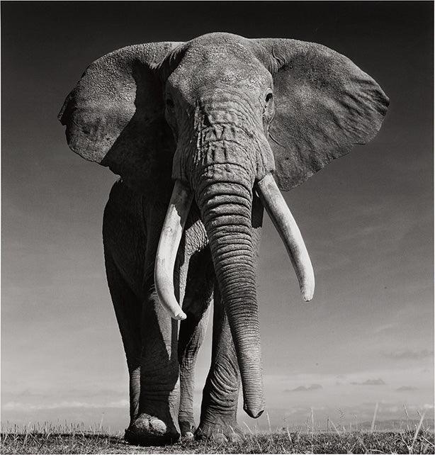 Striking low-angle black and white photograph of a large African elephant bull with huge tusks standing on a grassy plain.