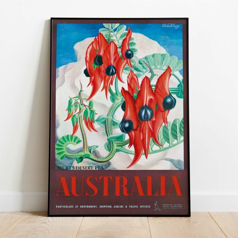 Australia Sturts Desert Pea by Eileen Rosemary Mayo Posters